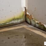 black mold removal baltimore