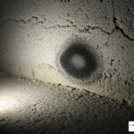 mold remediation maryland