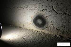 mold remediation maryland